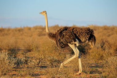 Dişi devekuşu (Struth io camelus) doğal yaşam alanı, Kalahari Çölü, Güney Afrika