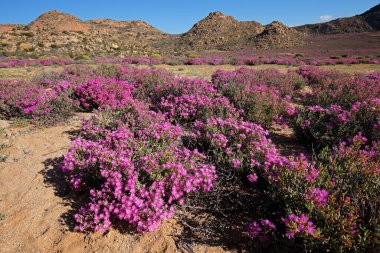 Namaqualand, Kuzey Burnu, Güney Afrika 'nın kurak manzarasında parlak renkli kır çiçekleri