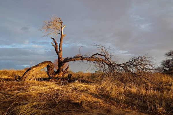 南非卡拉哈里沙漠 日落时有一棵枯树的风景 — 图库照片