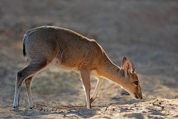 Alimentación Del Antílope Duiker Común Sylvicapra Grimmia Parque Nacional Kruger — Foto de Stock