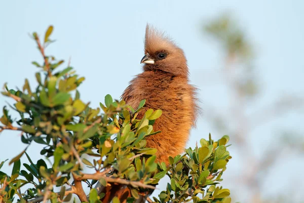 Ein Gefleckter Mausvogel Colius Striatus Hockt Auf Einem Baum Südafrika — Stockfoto