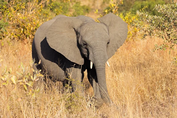 Giovane Elefante Africano Loxodonta Africana Habitat Naturale Kruger National Park — Foto Stock