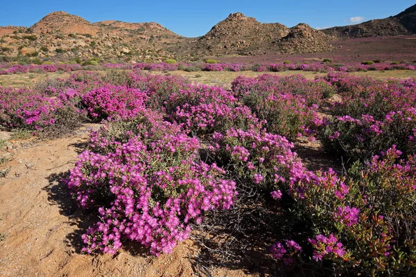 Helder Gekleurde Wilde Bloemen Het Dorre Landschap Van Namaqualand Noordkaap — Stockfoto