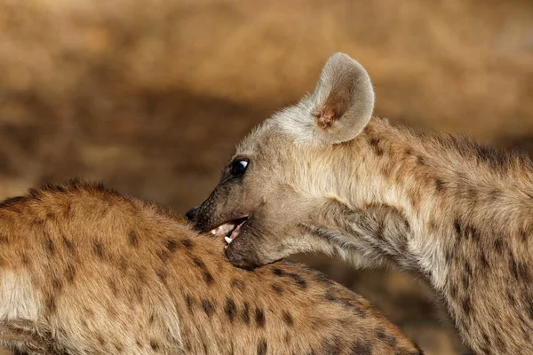 Hyena feeding Stock Photos, Royalty Free Hyena feeding Images