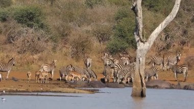 Zebralar ve Impala antilopları büyük su aygırları ve Nil timsahları, Kruger Ulusal Parkı, Güney Afrika 'da doğal bir barajda.