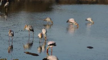 Sığ sularda yiyecek arayan sarı gagalı leylekler (Mycteria ibis), Kruger Ulusal Parkı, Güney Afrika