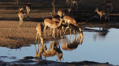 Impala antilopları (Aepyceros melampus) öğleden sonra saatlerinde içme suyu, Kruger Ulusal Parkı, Güney Afrika