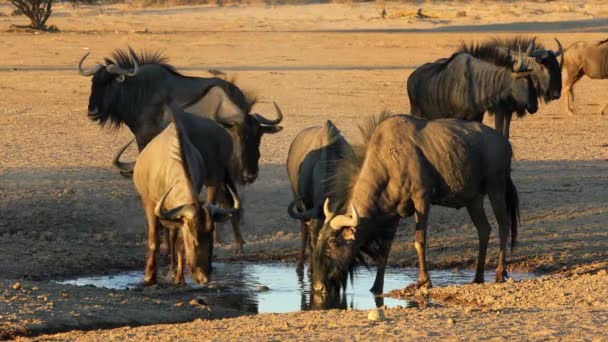 Blue Wildebeest Connochaetes Taurinus Πόσιμο Νερό Νερόλακκο Έρημος Kalahari Νότια — Αρχείο Βίντεο