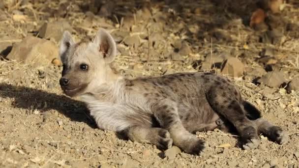 Lekfulla Unga Fläckiga Hyenor Crocuta Crocuta Kruger National Park Sydafrika — Stockvideo