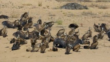 Güneşte güneşlenen akbabalar (Gyps africanus), Kruger Ulusal Parkı, Güney Afrika
