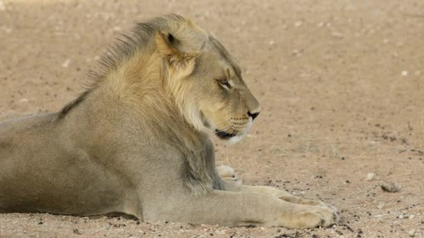 在南非卡拉哈里沙漠休息的非洲公狮 Panthera Leo 的肖像 — 图库视频影像