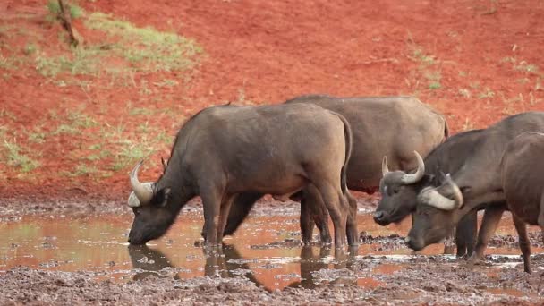 African Cape Buffaloes Syncerus Caffer Pití Vodní Nádrže Mokala National — Stock video