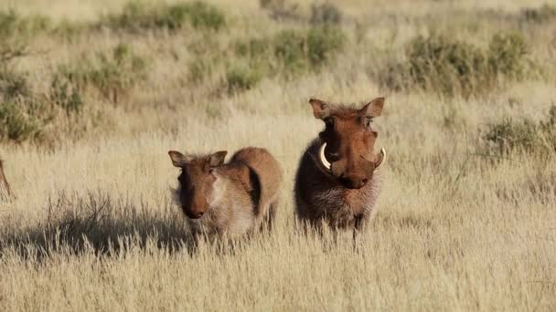 Waarschuwing Wrattenzwijnen Phacochoerus Africanus Natuurlijke Habitat Zuid Afrika — Stockvideo