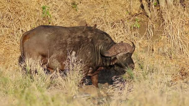 African Buffalo Syncerus Caffer Oxpecker Birds Kruger National Park South — Stock Video