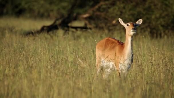 Alert Red Lechwe Antelope Kobus Leche Standing Tall Grassland Southern — Stock Video