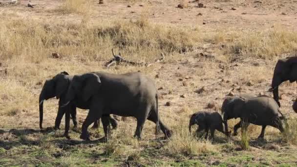 Manada Elefantes Africanos Loxodonta Africana Caminando Línea Parque Nacional Kruger — Vídeos de Stock