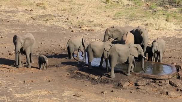 Elefanti Africani Loxodonta Africana Acqua Potabile Una Pozza Acqua Artificiale — Video Stock