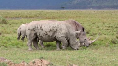 Beyaz gergedan (Ceratotherium simum) Kenya 'daki Nakuru Gölü Milli Parkı' nda otlamaktadır.