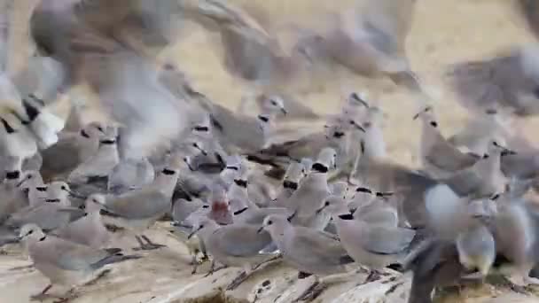 Cape Turtle Doves Streptopelia Capicola Gathering Waterhole Kalahari Desert South — Stock Video