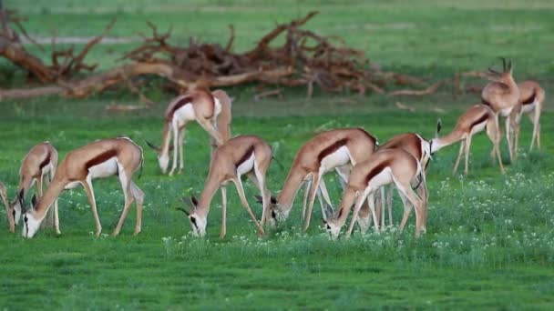 Herd Feeding Spring Bok Antelopes Antidorcas Marsupialis Kalahari South Africa — 图库视频影像