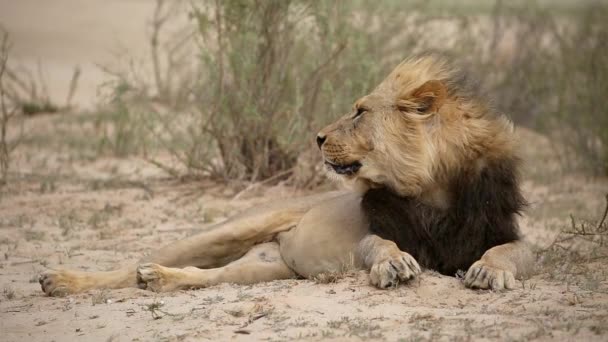 Grote Afrikaanse Leeuw Panthera Leo Met Manen Wind Kalahari Woestijn — Stockvideo