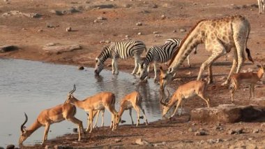 Bir zürafa, impala antilopları ve ovalar zebralar bir su birikintisinde içiyor, Etosha Ulusal Parkı, Namibya