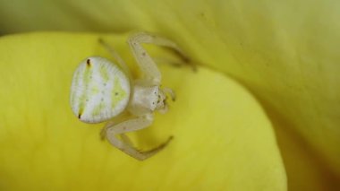 Güney Afrika 'da bir gül yaprağının üzerinde oturan yengeç örümceği (Thomisidae ailesi)