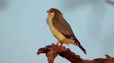 Güney Afrika 'da bir dala tünemiş küçük bir pigme şahin (Polihierax semitorquatus)