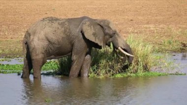 Bir Afrika fili (Loxodonta africana) bir nehirde besleniyor, Kruger Ulusal Parkı, Güney Afrika