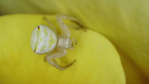 南アフリカのバラの花びらに座っている花のカニのクモ Family Thomisidae — ストック動画