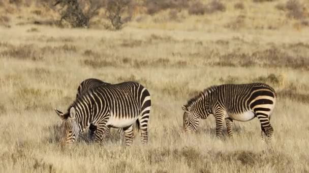 Cebras Montaña Del Cabo Equus Zebra Pastando Praderas Abiertas Parque — Vídeo de stock