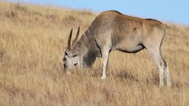 Erkek antilop (Tragelaphus oryx) otlakta beslenir, Zebra Dağı Ulusal Parkı, Güney Afrika