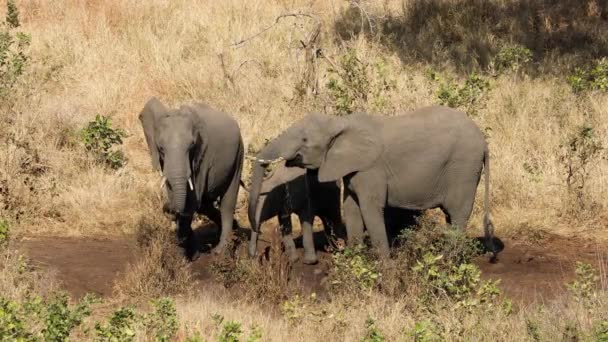 Африканські Слони Loxodonta Africana Ють Воду Національний Парк Крюгер Південна — стокове відео