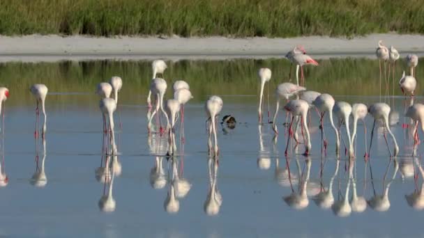 纳米比亚埃托沙国家公园 大火烈鸟 Phoenicopterus Roseus 在浅水中觅食 — 图库视频影像