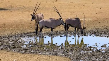 Gemsbok antilopları (Oryx gazella) Güney Afrika 'daki Kalahari çölünde bir su birikintisinde su içiyorlar.