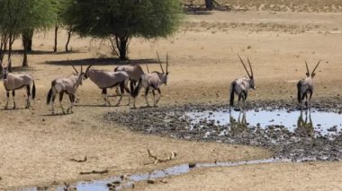 Gemsbok antilopları (Oryx gazella) Güney Afrika 'daki Kalahari çölünde bir su birikintisinde su içiyorlar.