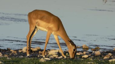 Bir dişi impala antilobu (Aepyceros melampus) bir su birikintisinde beslenir, Etosha Ulusal Parkı, Namibya