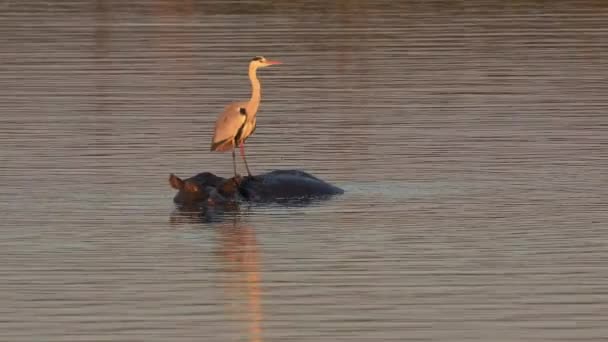 Garza Gris Ardea Cinerea Parada Sobre Hipopótamo Sumergido Parque Nacional — Vídeos de Stock