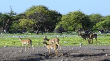 Sarı çiçekler arasında koşan İmpala antilopları (Aepyceros melampus) uyar, Etosha Ulusal Parkı, Nambia