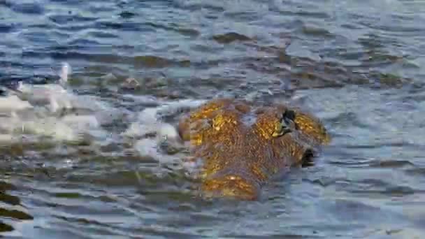 Portrait Nile Crocodile Crocodylus Niloticus Shallow Water Kruger National Park — Stock Video