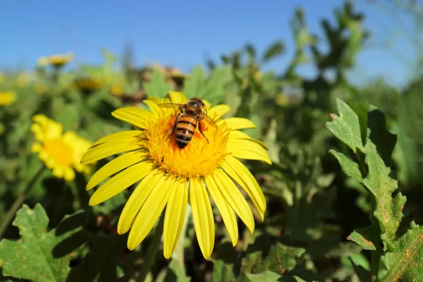 Una Abeja Recolectando Néctar Una Flor Amarilla Colores Brillantes — Foto de Stock