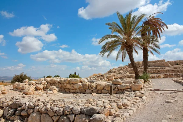 Megiddo Ulusal Parkı Ndaki Palmiye Ağaçları Unesco Nun Kuzey Srail — Stok fotoğraf