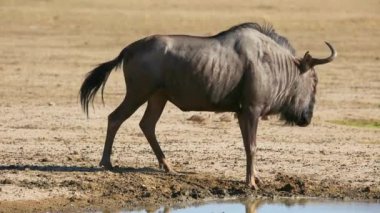 Bir mavi antilop (Connochaetes taurinus) çamurda, Kalahari çölünde, Güney Afrika