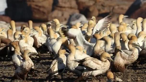 Colony Cape Gannets Morus Capensis Preening Ptačí Ostrov Lamberts Bay — Stock video