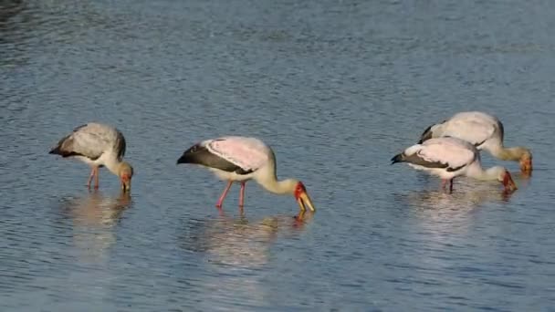 Bociany Żółtodzioby Mycteria Ibis Żerujące Płytkiej Wodzie Park Narodowy Kruger — Wideo stockowe