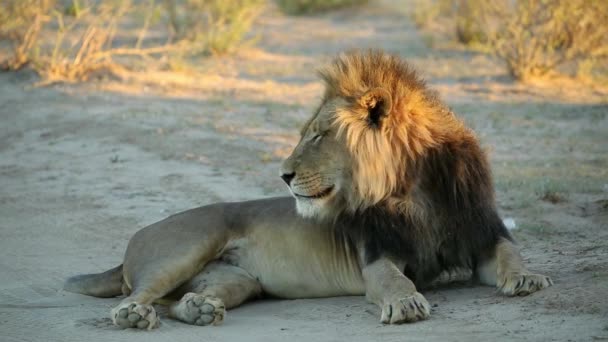 Stort Afrikanskt Lejon Panthera Leo Tidigt Morgonen Kalahari Öken Sydafrika — Stockvideo