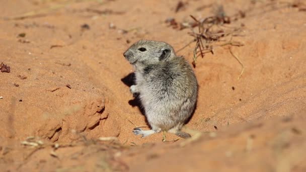 Rato Assobiando Parotomys Brantsii Habitat Natural Deserto Kalahari África Sul — Vídeo de Stock