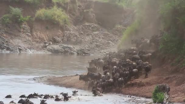 Migrerende Blauwe Gnoes Connochaetes Taurinus Die Mara Rivier Oversteken Masai — Stockvideo