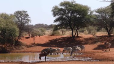 Zebralar ve bir antilop Mokala Ulusal Parkı, Güney Afrika 'da bir su birikintisinde içiyorlar.