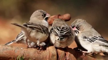 Küçük pullu tüylü dokumacılar (Sporopipes squamifrons) sızdıran bir musluktan içme suyu, Güney Afrika